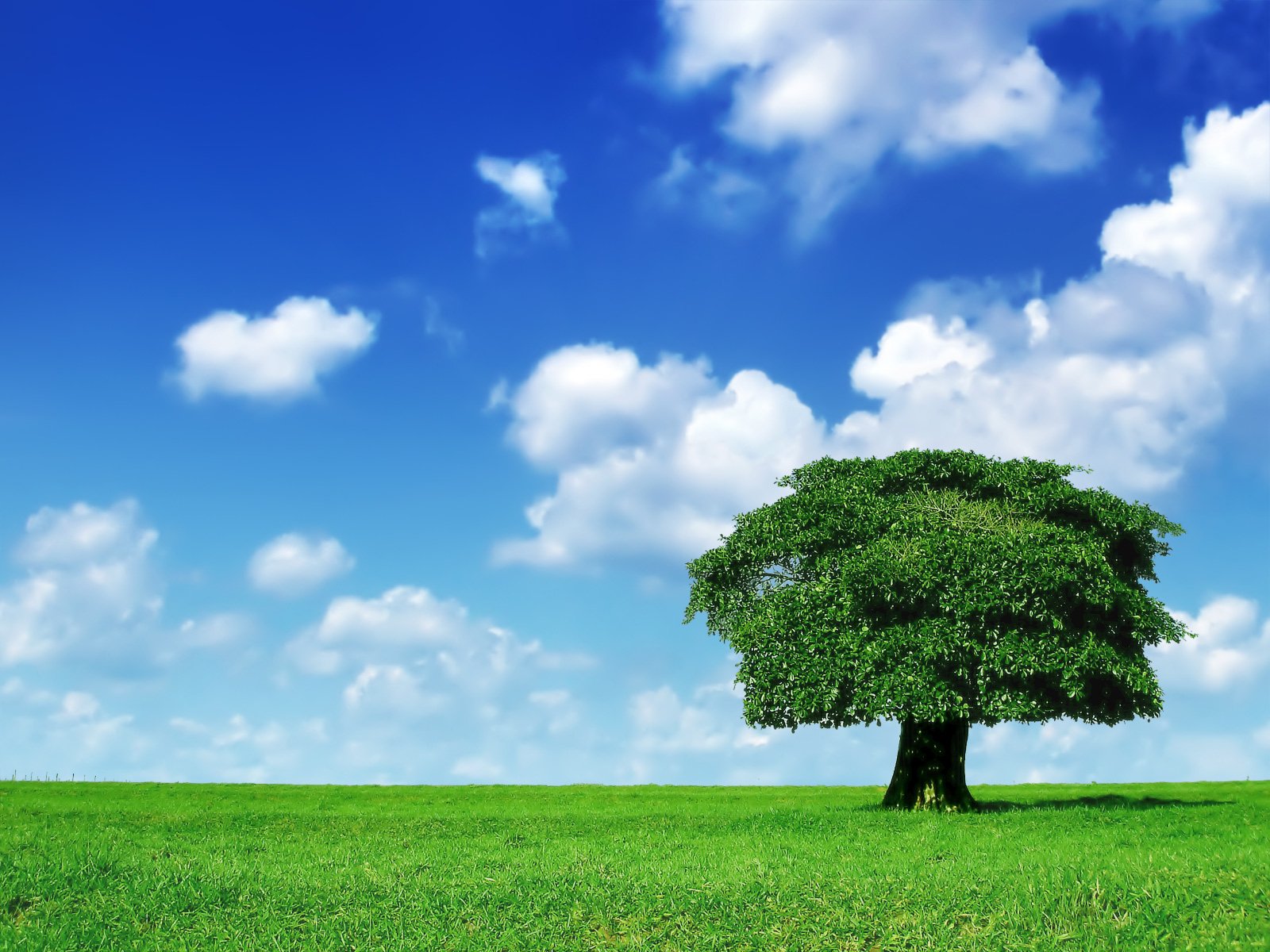 Tree 1