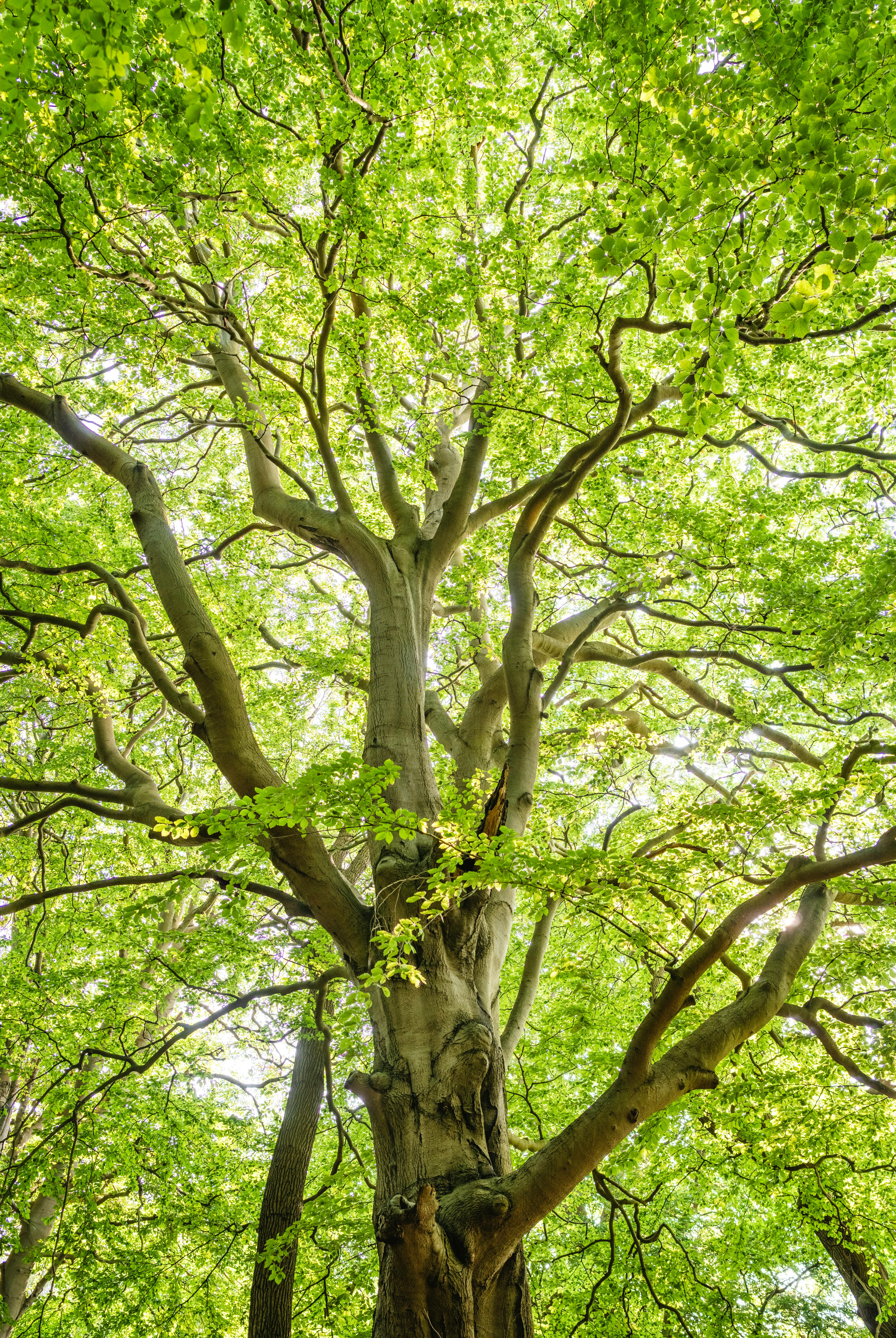 Tree 2