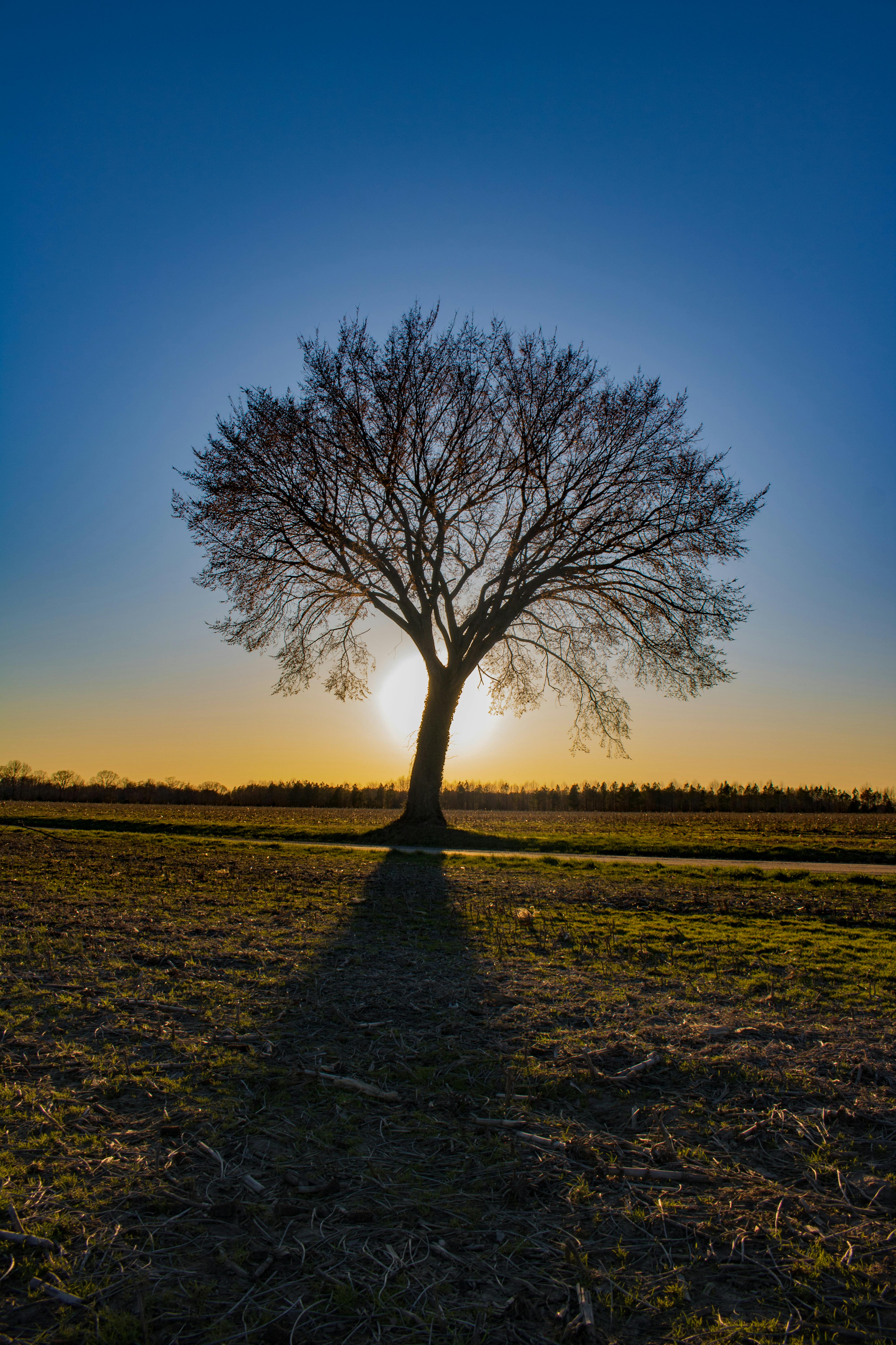 Tree 4